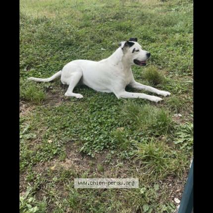 Photo 1/1 Chien retrouvé Perdu à Cande Sur Beuvron