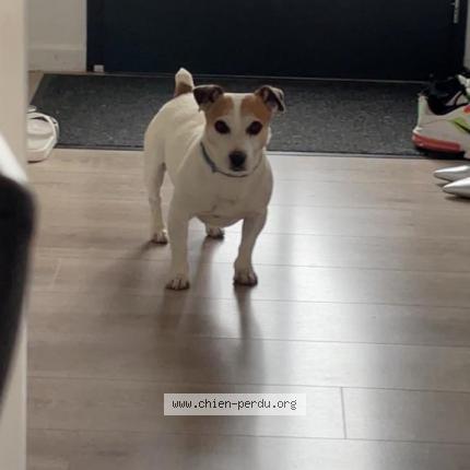Photo 1/1 Chien retrouvé Perdu à Sainte Savine