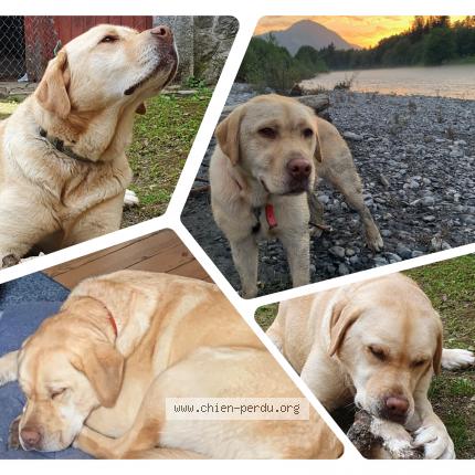 Photo de chien perdu à Le Mans