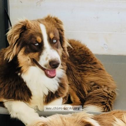 Photo de chien perdu à Cersot