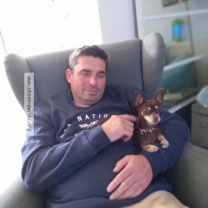 Photo de chien perdu à Gagny