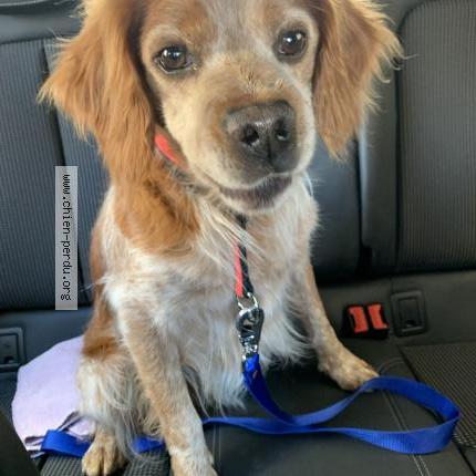 Photo de chien trouvé à Saint Paulien