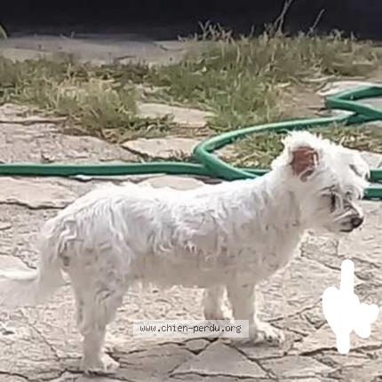 Photo 1/1 Chien retrouvé Perdu à 30111 Congenies