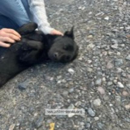 Photo de chien trouvé à Laon