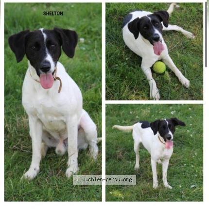Photo 1/1 Chien retrouvé Perdu à Romorantin