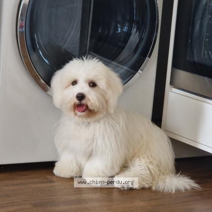 Photo de chien perdu à Rochefort Sur Mer