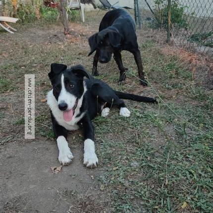 Photo de chien perdu à Saint Etienne