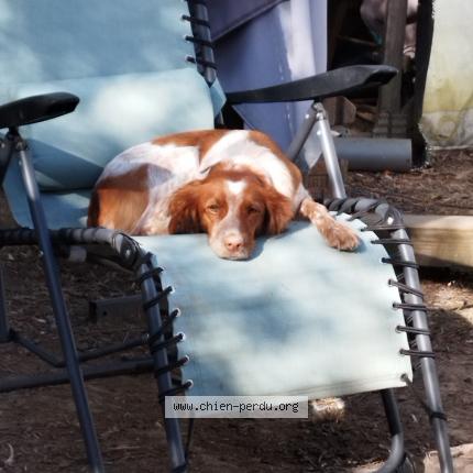 Photo de chien perdu à Montauban 82