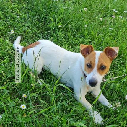 Photo de chien perdu à Saint Paul D Espis
