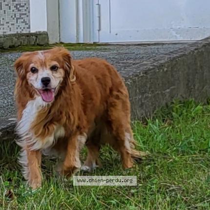Photo de chien trouvé à Ploemeur