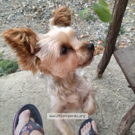 Photo de chien perdu à Le Houga