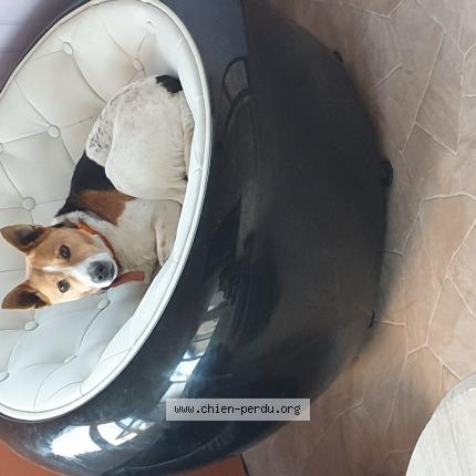 Photo de chien perdu à Pressigny Les Pins France