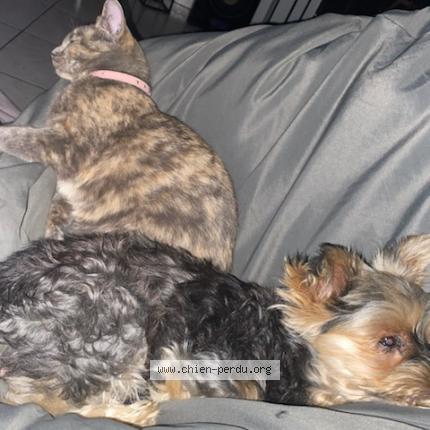 Photo de chien perdu à Sable Sur Sarthe