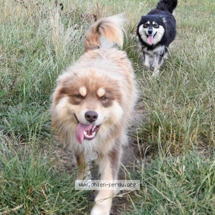 Photo de chien perdu à Pluvigner