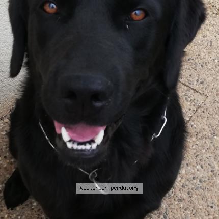 Photo de chien perdu à Jaunay Marigny