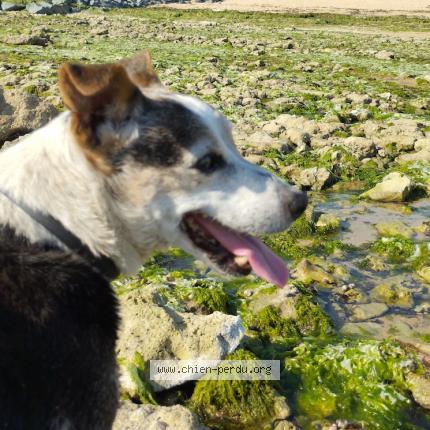 Photo de chien perdu à St Andre D Olerargues