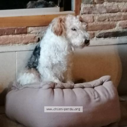 Photo de chien perdu à Uzech