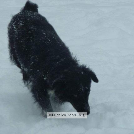 Photo de chien perdu à Coursac