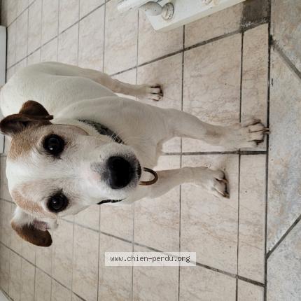 Photo 1/1 Chien retrouvé Trouvé à Orleans