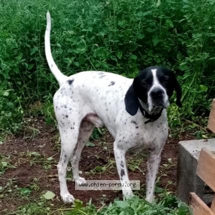 Photo 1/1 Chien retrouvé Perdu à Parthenay