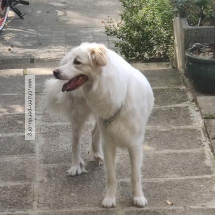 Photo 1/1 Chien retrouvé Trouvé à Neuilly Plaisance