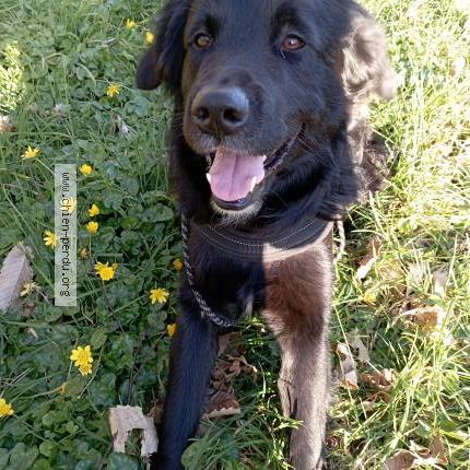 Photo de chien perdu à Pluguffan