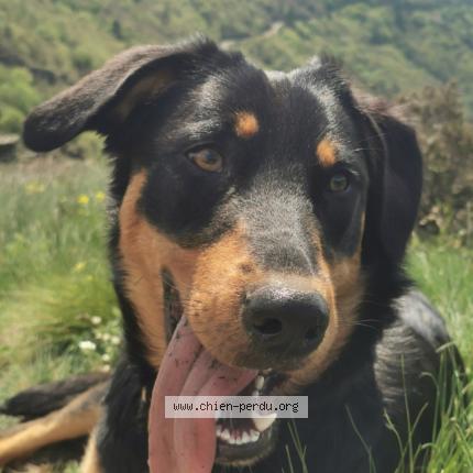 Photo 1/2 Chien retrouvé Perdu à Saint Denis