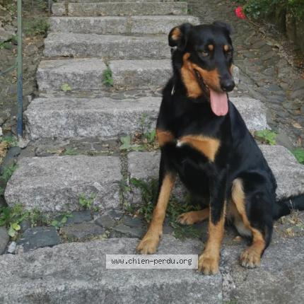 Photo 2/2 Chien retrouvé Perdu à Saint Denis