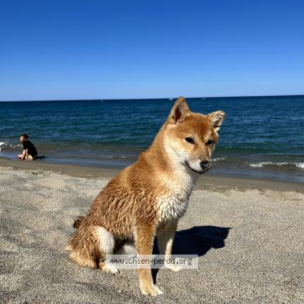 Photo 1/1 Chien retrouvé Perdu à Palavas