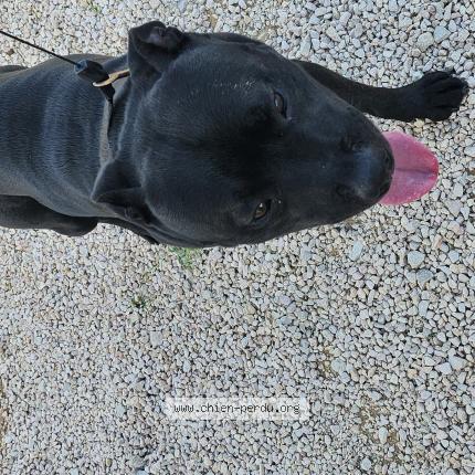 Photo 1/1 Chien retrouvé Trouvé à Foucherans