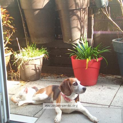 Photo 1/1 Chien retrouvé Perdu à Perros guirec