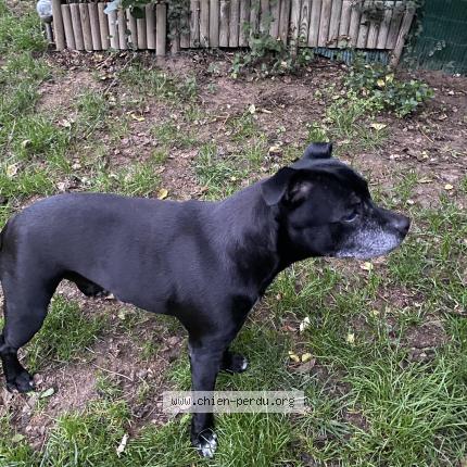 Photo 1/1 Chien retrouvé Trouvé à Belleville Sur Loire
