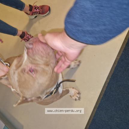 Photo de chien trouvé à Ancinnes