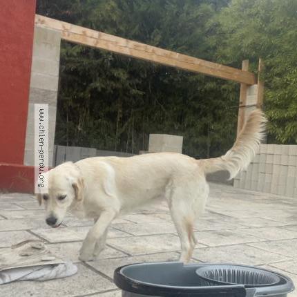 Photo de chien perdu à Lunel