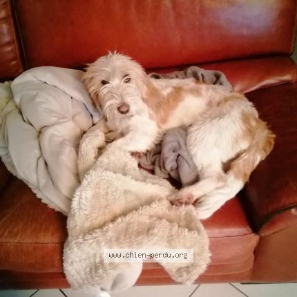 Photo de chien perdu à Ruffec