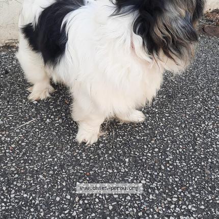 Photo 1/1 Chien retrouvé Trouvé à Beynes