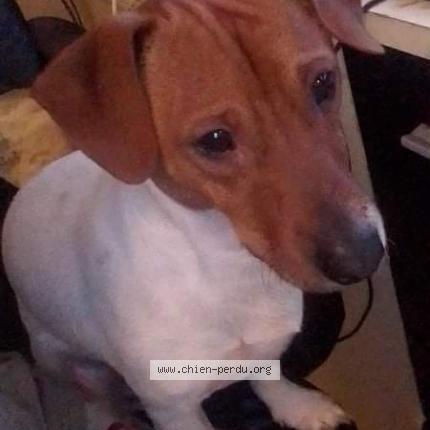 Photo de chien perdu à Lezignan Corbiere