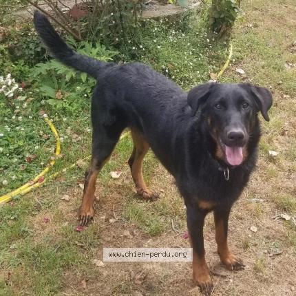 Photo de chien perdu à Lanta