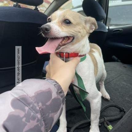 Photo de chien trouvé à Courseulles Sur Mer