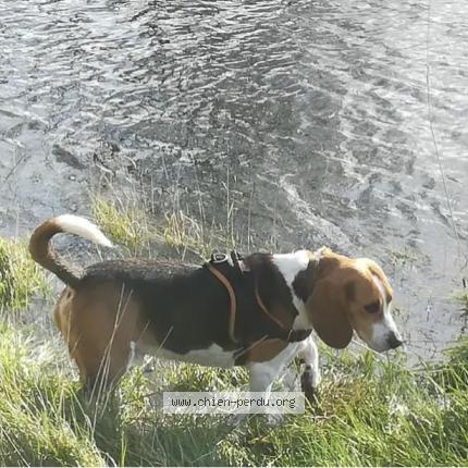 Photo de chien perdu à Ancenis Saint Gereon