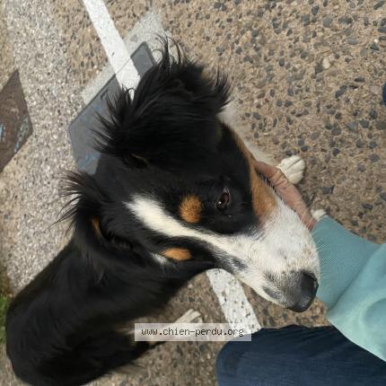 Photo de chien trouvé à Saint Privat D Allier