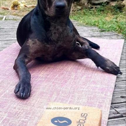 Photo 1/1 Chien retrouvé Perdu à Reze