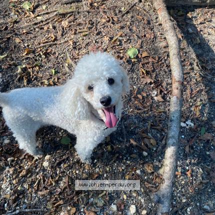 Photo 1/1 Chien retrouvé Perdu à Bordeaux