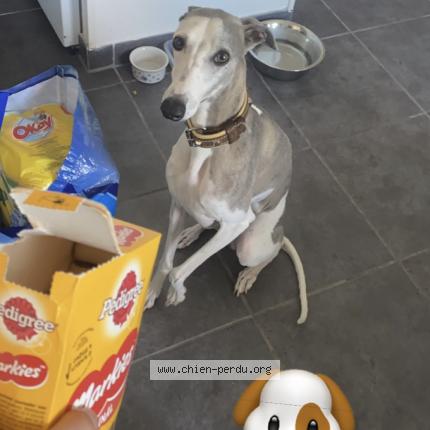 Photo 1/1 Chien retrouvé Perdu à Aubagne