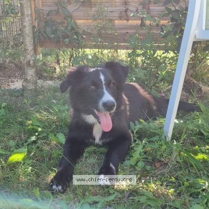 Photo 1/1 Chien retrouvé Perdu à Artigues Pres Bordeaux