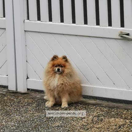 Photo 1/1 Chien retrouvé Perdu à Saint Pierre La Cour