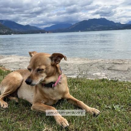 Photo 1/1 Chien retrouvé Perdu à Grau Du Roi