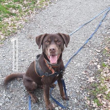 Photo de chien perdu à Saint Herblain