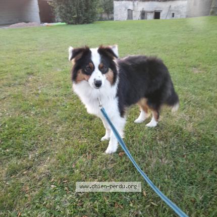 Photo de chien perdu à Joue Du Plain