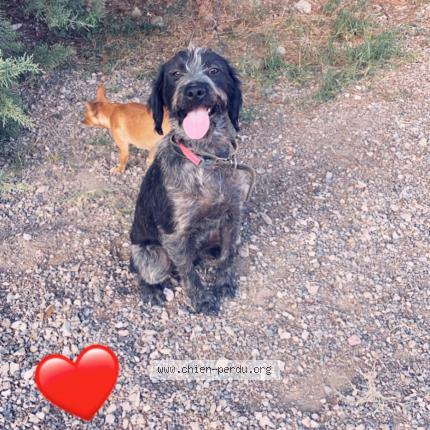 Photo de chien perdu à Beaucaire